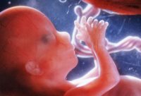 Exposure to Extremely Low Frequency Electromagnetic Fields during Pregnancy and the Risk of Spontaneous Abortion